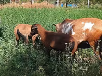 Қошқар, Cameroon sheep — 5-сурет