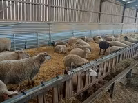 نعجة, Rouge de l’Ouest sheep — الصورة 3
