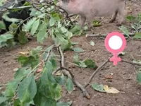 猪（批次，未指定性别）, Pigs — 照片 6