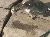 إوز دنماركي رمادي ورمادي مبقع — الصورة 1
