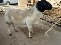 Ovan, Dorper sheep — fotografija 4