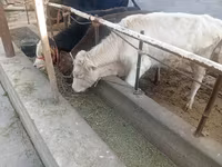 Bull, Cattle — photo 3