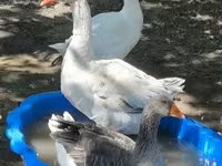 Geese — fotografija 2