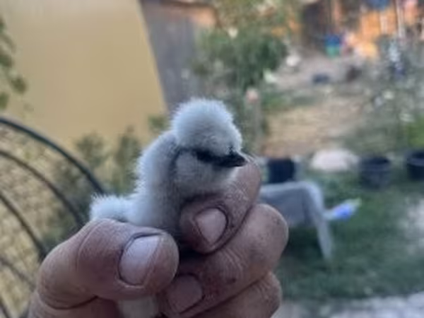 Silkie