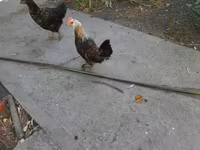 Chickens — fotografija 4