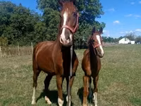 Cavalo, Dutch warmblood horse — foto 4