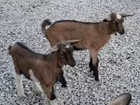 Ziegenbock, Ziegen — Foto 3