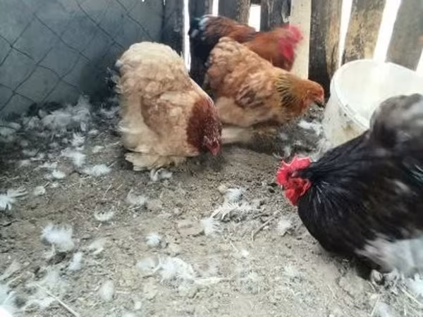 Chickens