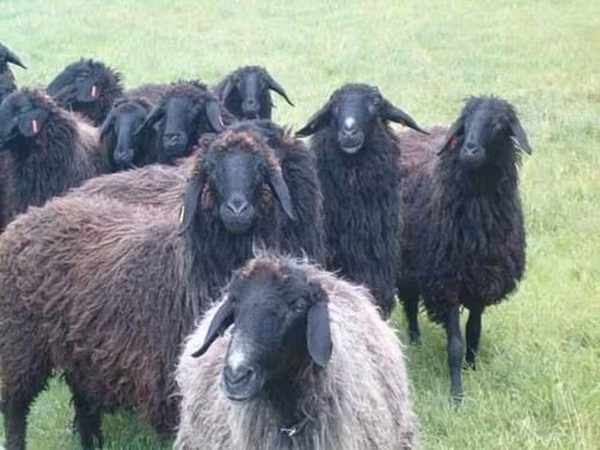 Brebis, Moutons