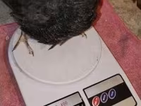 Quails — Foto 3