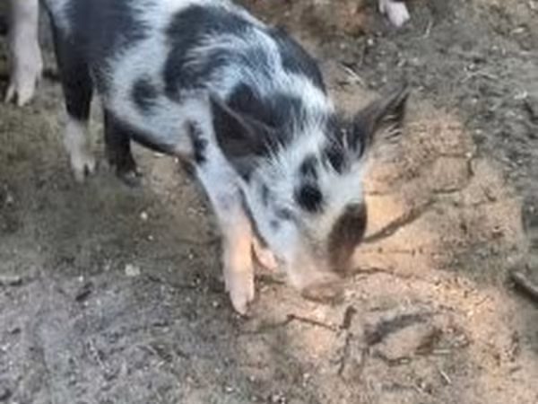 Krmača, Свиње
