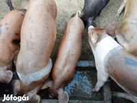 خنزيرة, Дюрок — الصورة 1