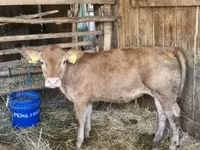 Vaca, Vaca Limousin — foto 2