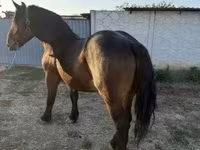 Кобила, Hungarian horse breed — фото 2