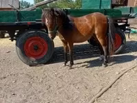 Kobyła, Konie — zdjęcie 1