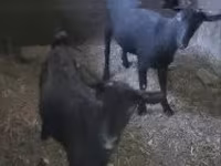 Koza, Kozy — zdjęcie 1