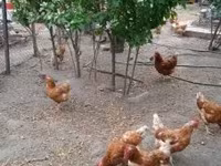 Danish hen — photo 2