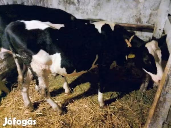Krowa, Russian Black pied cattle — Węgry