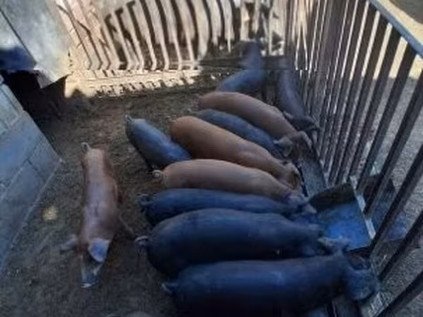 公猪, Pigs