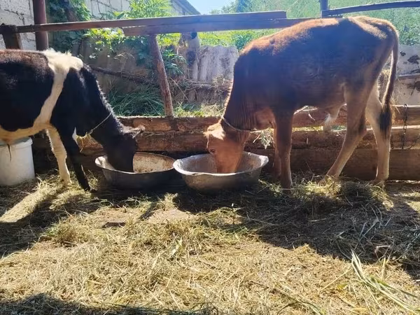 Toro, Ganado vacuno