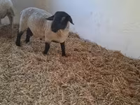 Қошқар, White Suffolk sheep — 3-сурет