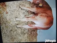 ثور, الماشية — الصورة 2