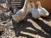 Ducks — 照片 1
