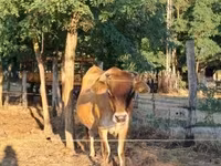 Krowa, Rasa jerseyjska — zdjęcie 2