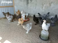 Brahma — foto 1