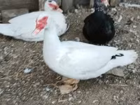 Ducks — zdjęcie 5