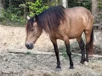 Kobila, Black Sea breed — fotografija 5