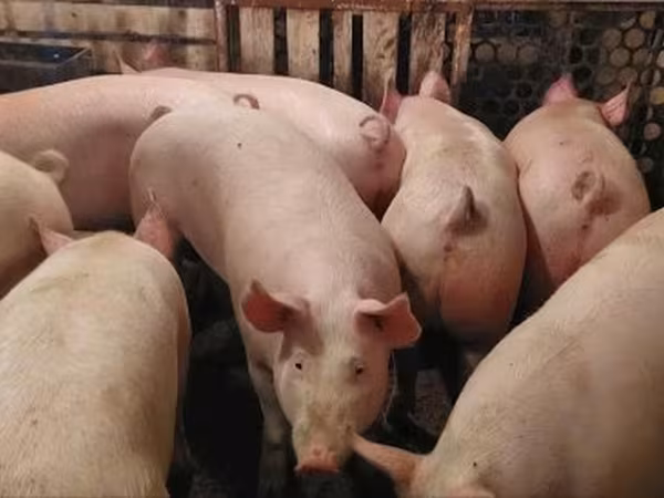 Verro, Крупная белая