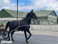 घोड़ा, Nonius horse — फ़ोटो 8