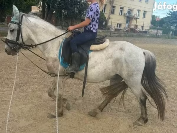 公马, Horses