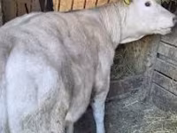सांड, गोलस्टीन नस्ल — फ़ोटो 5