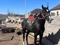 Cavalo, Kazakh horse — foto 2