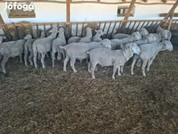 Widder, Merino sheep — Foto 2