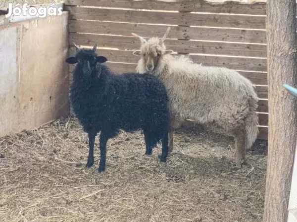 كبش, Racka sheep