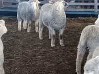 Ovca, Kuibyshev sheep — fotografija 2