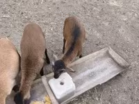 मेढ़ा, Cameroon sheep — फ़ोटो 3