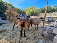 Brebis, Cameroon sheep — photo 2