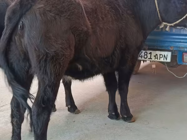 Cow, Aberdeen-Angus