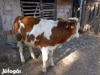 Buğa, Macar boz cinsi — foto 3