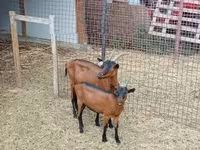 Taka, Alpine goat — 5-rasm