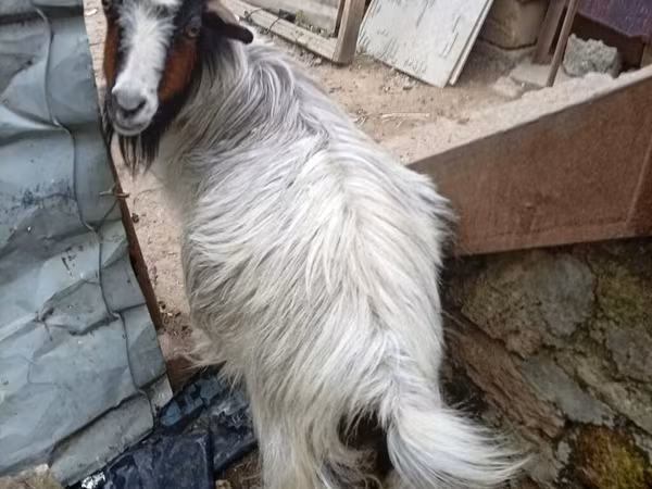 Koza, Kozy