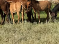 公马, Kazakh horse — 照片 5