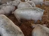 خنازير (دفعة، الجنس غير محدد), Крупная белая — الصورة 1