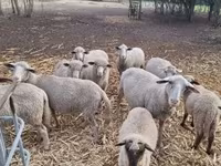 公羊, Sheep — 照片 6