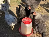 جيرسي جاينت — الصورة 3