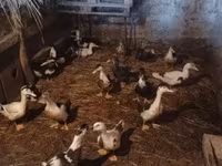 Ducks — Foto 2